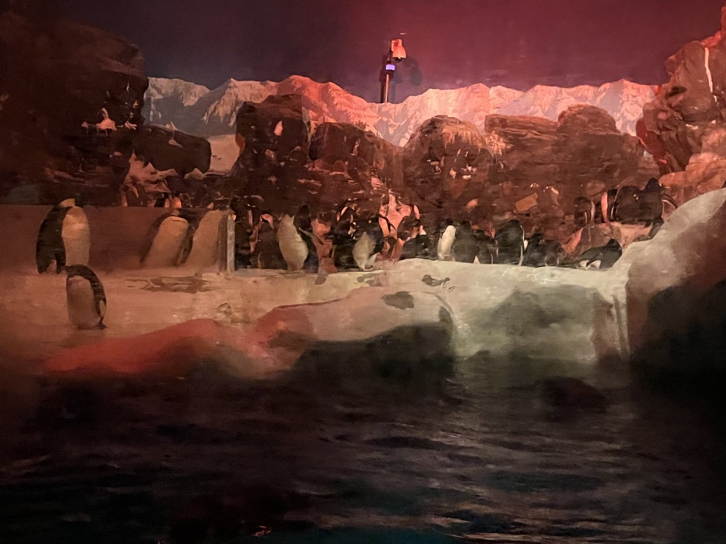 Penguin Exhibit