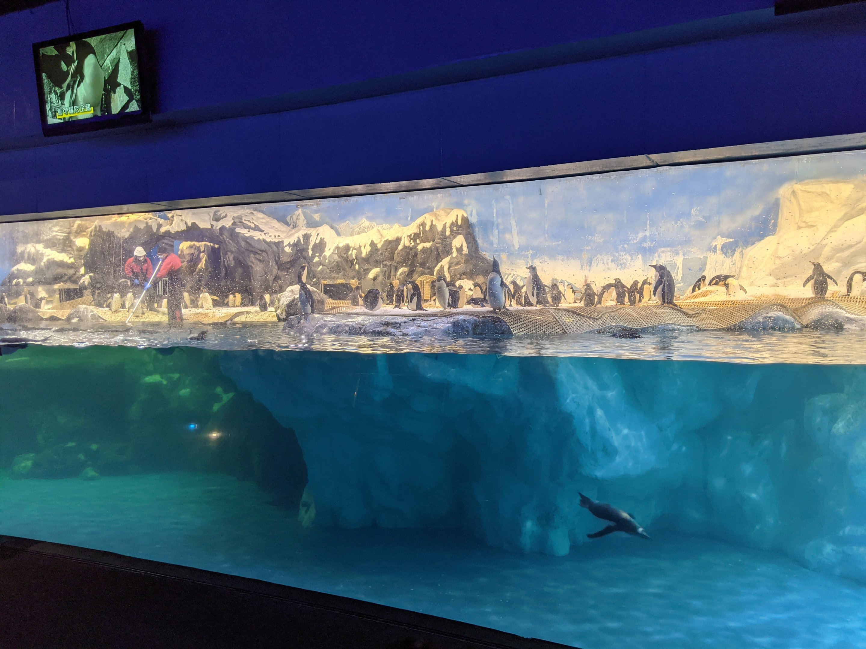 Penguin exhibit