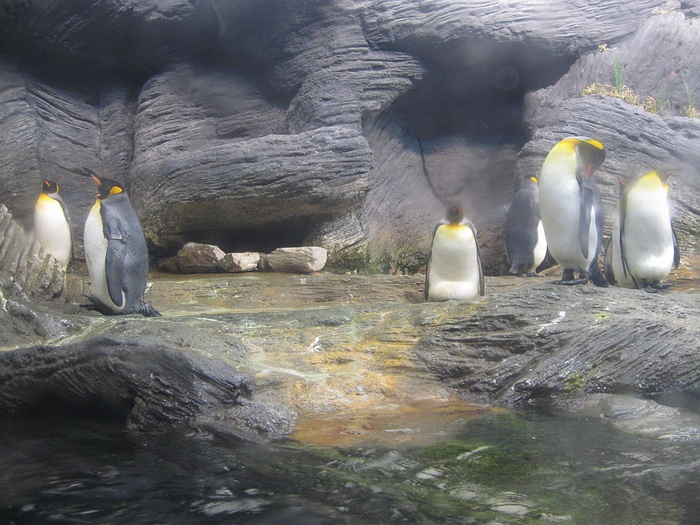 Penguin exhibit