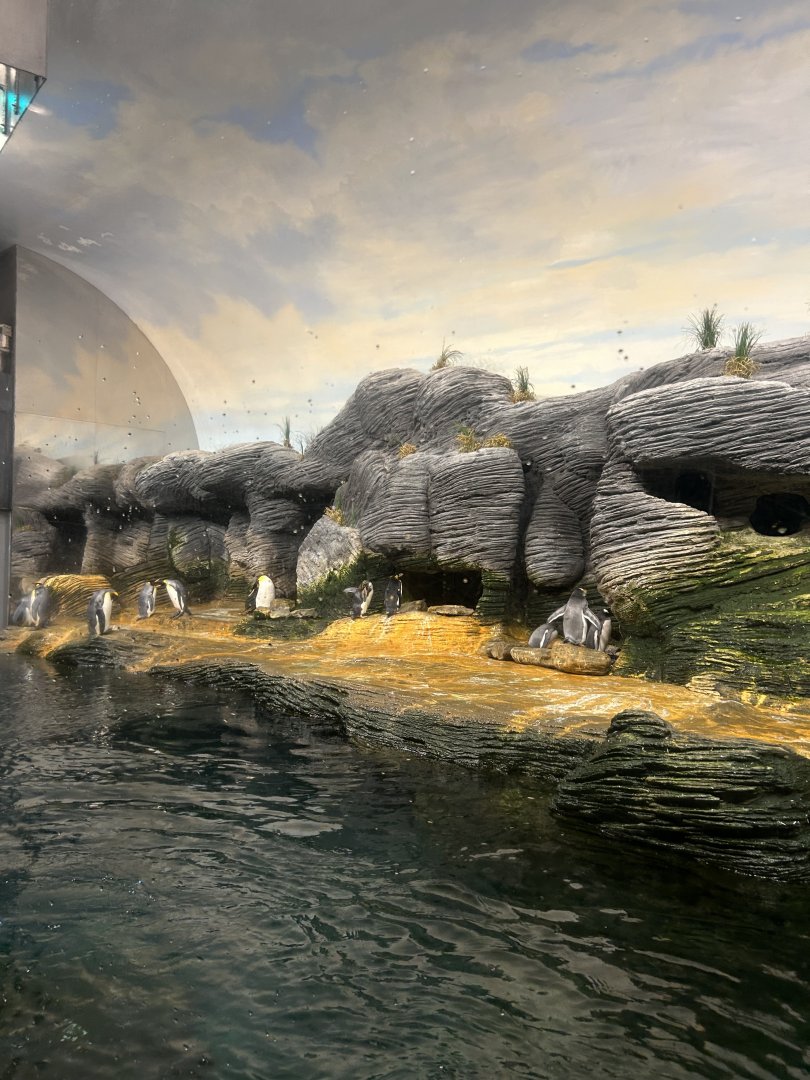 Penguin exhibit