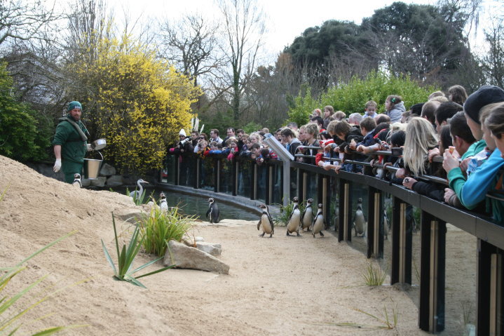 Penguin exhibit
