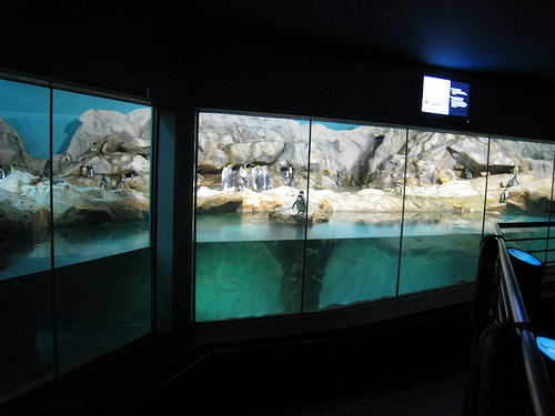 Penguin Expedition, Jurong BirdPark