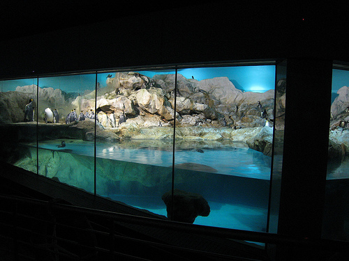 Penguin Expedition, Jurong BirdPark