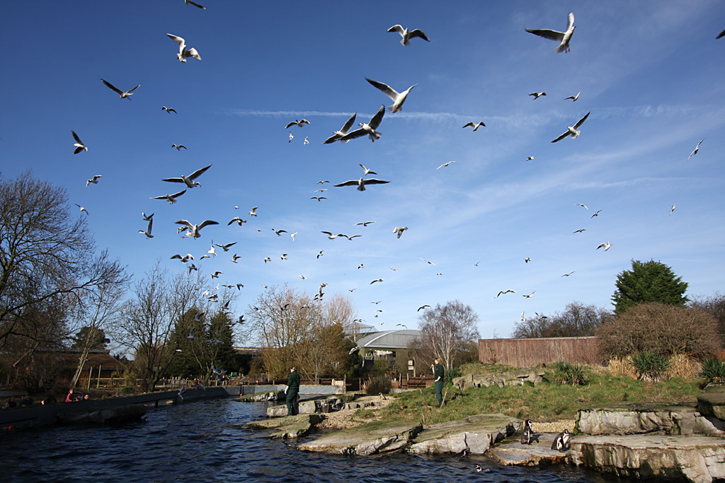 Penguin feeding time at Chester