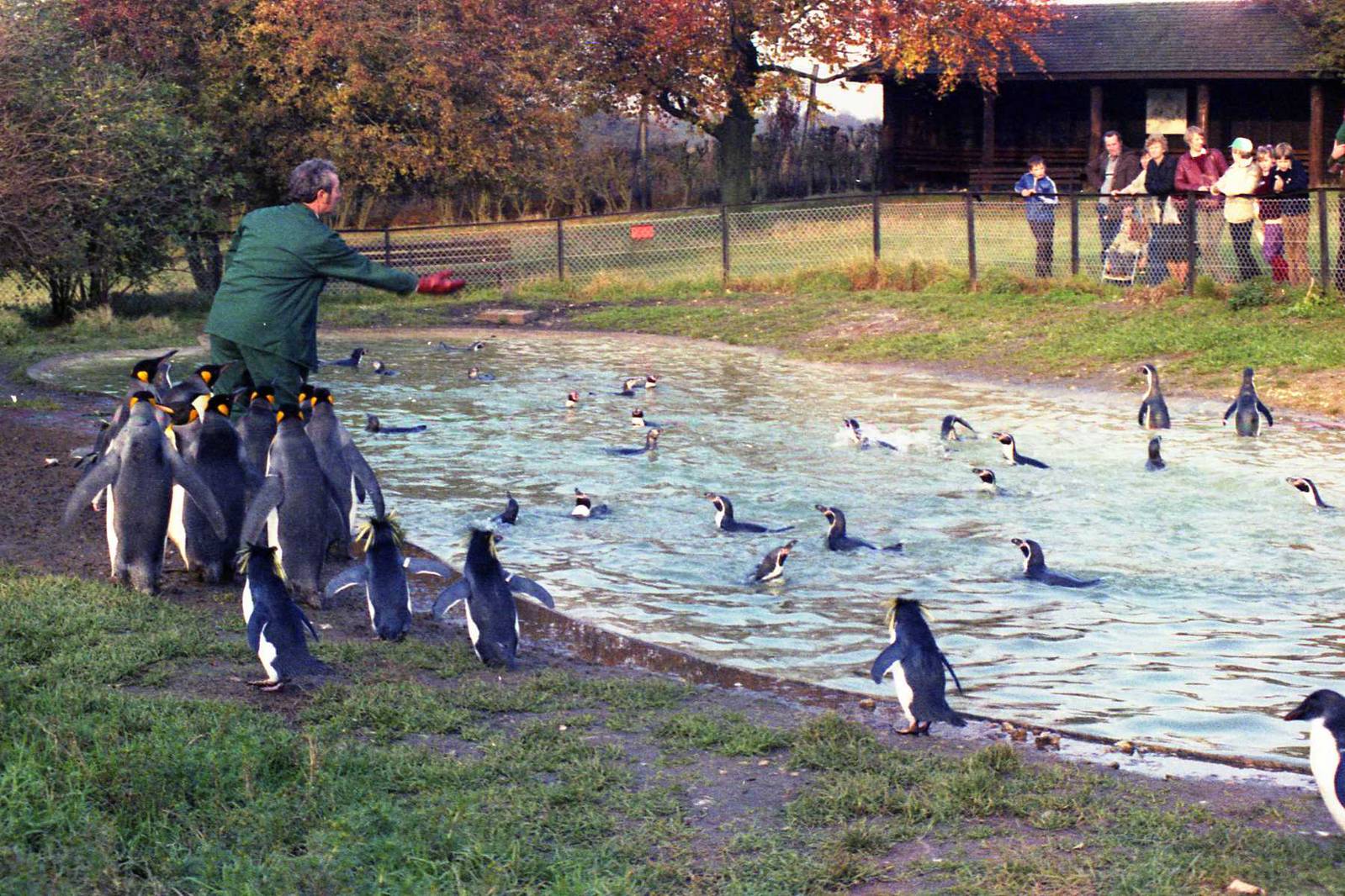 Penguin feeding time