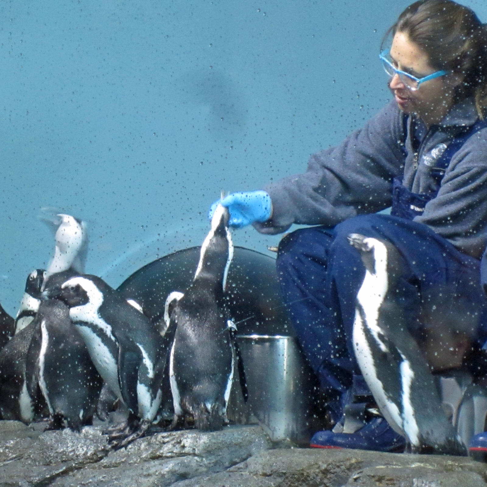 Penguin Feeding