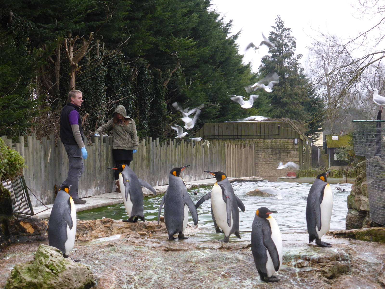 Penguin feeding