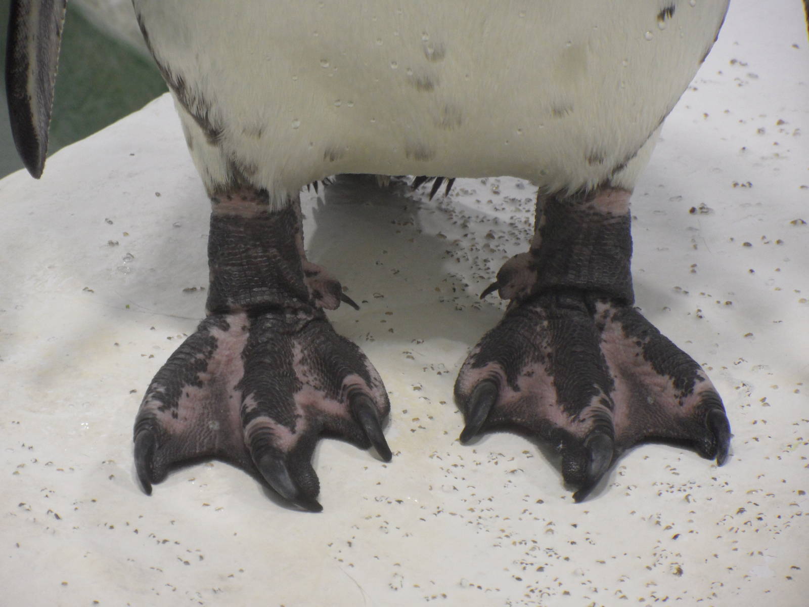 Penguin feet