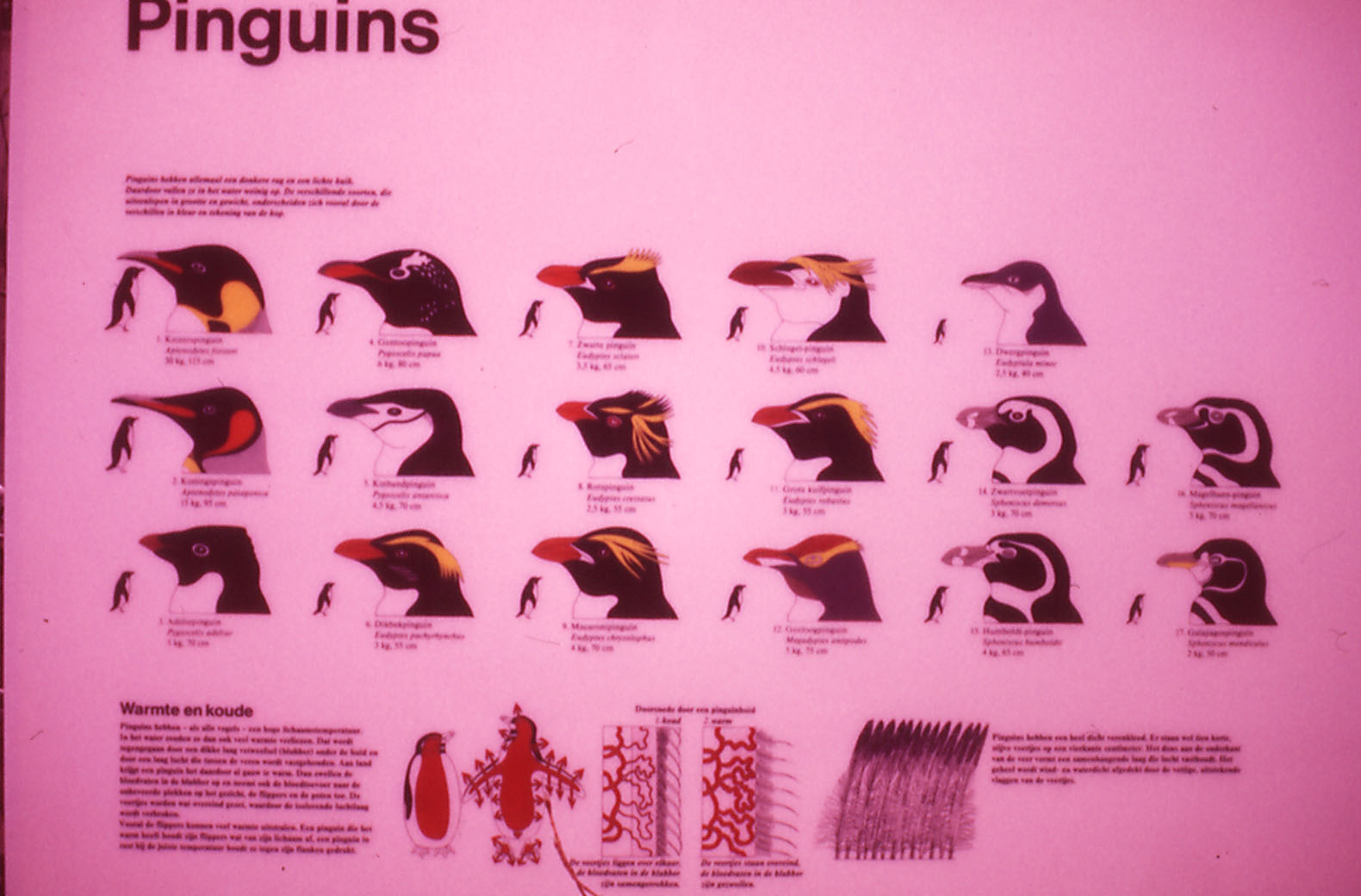 Penguin graphic - 1984