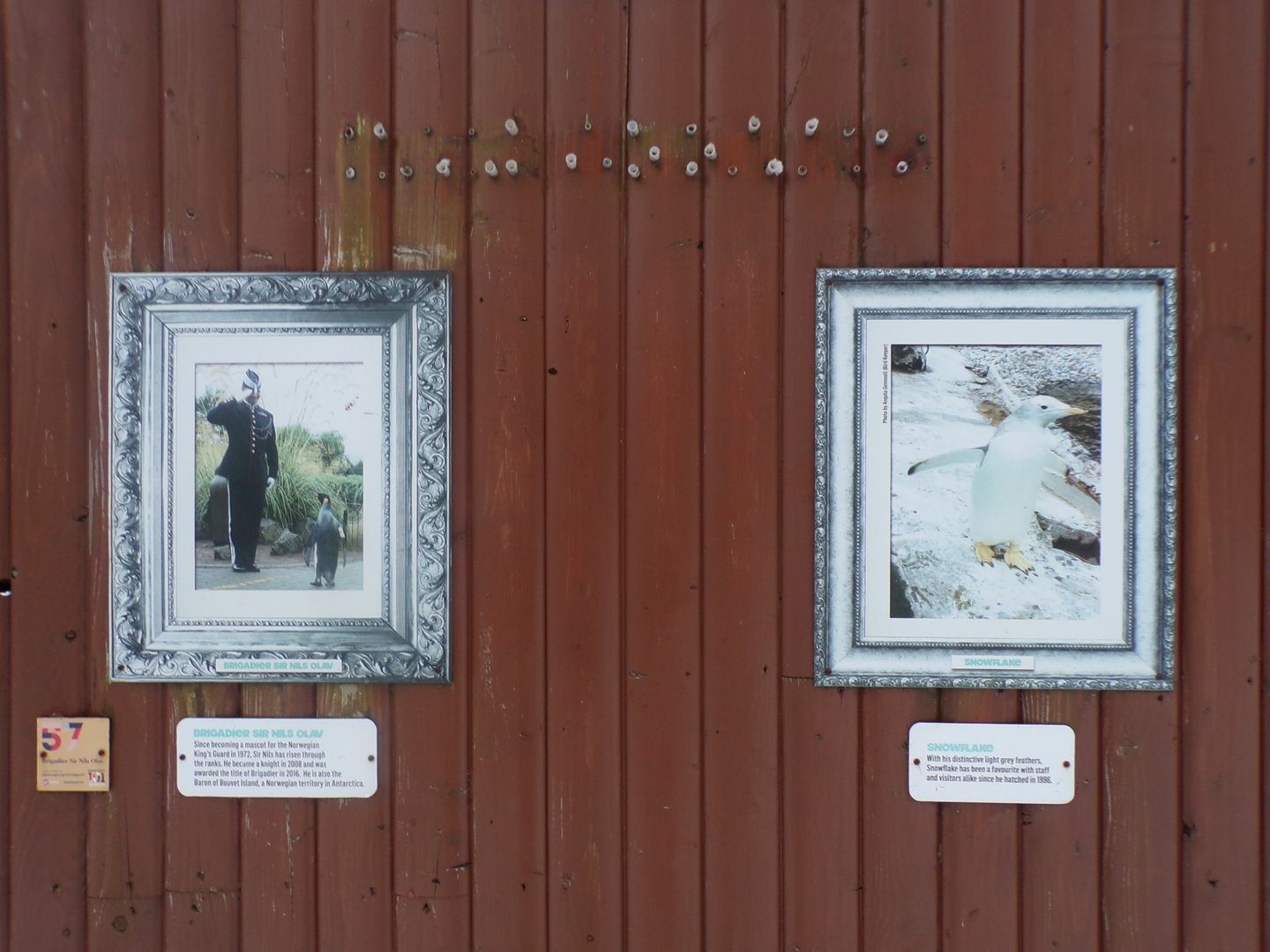 Penguin hall of fame