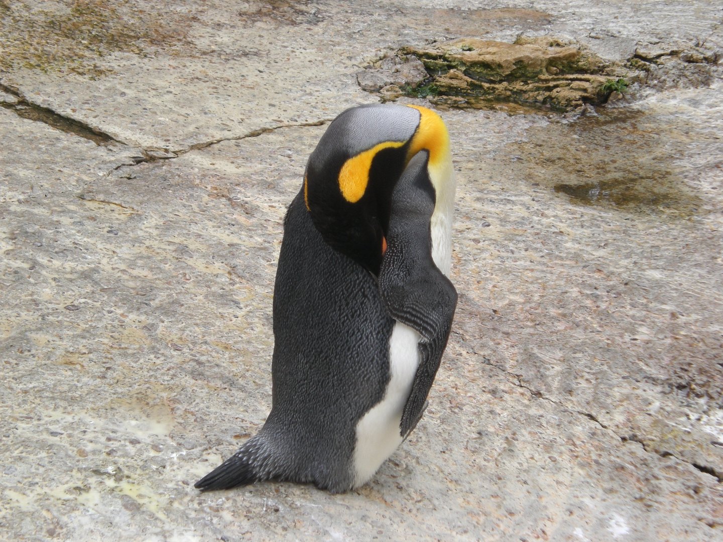 Penguin Harbour- King Penguin 280822