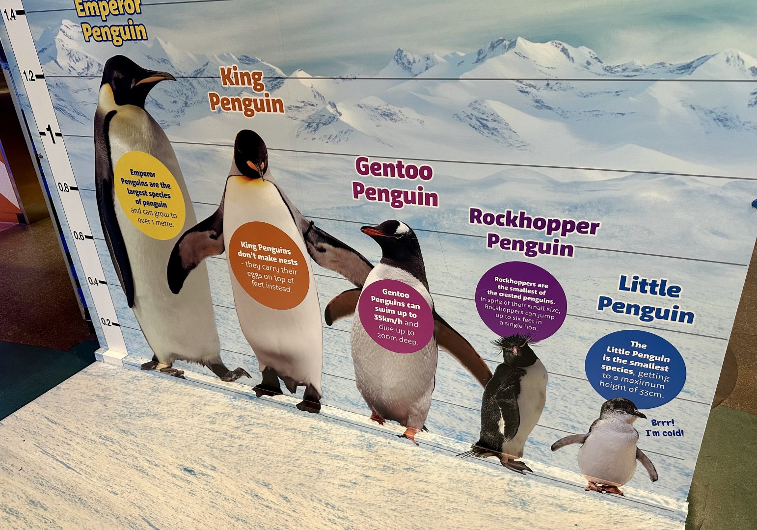 Penguin Height Chart