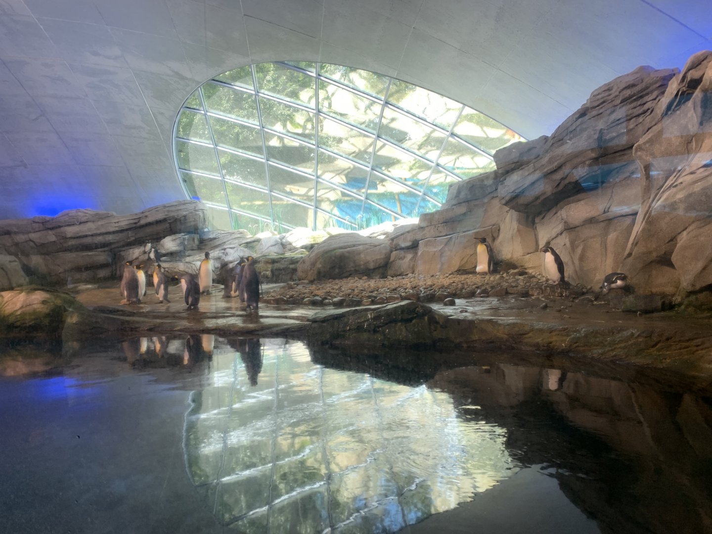 Penguin hood- indoor