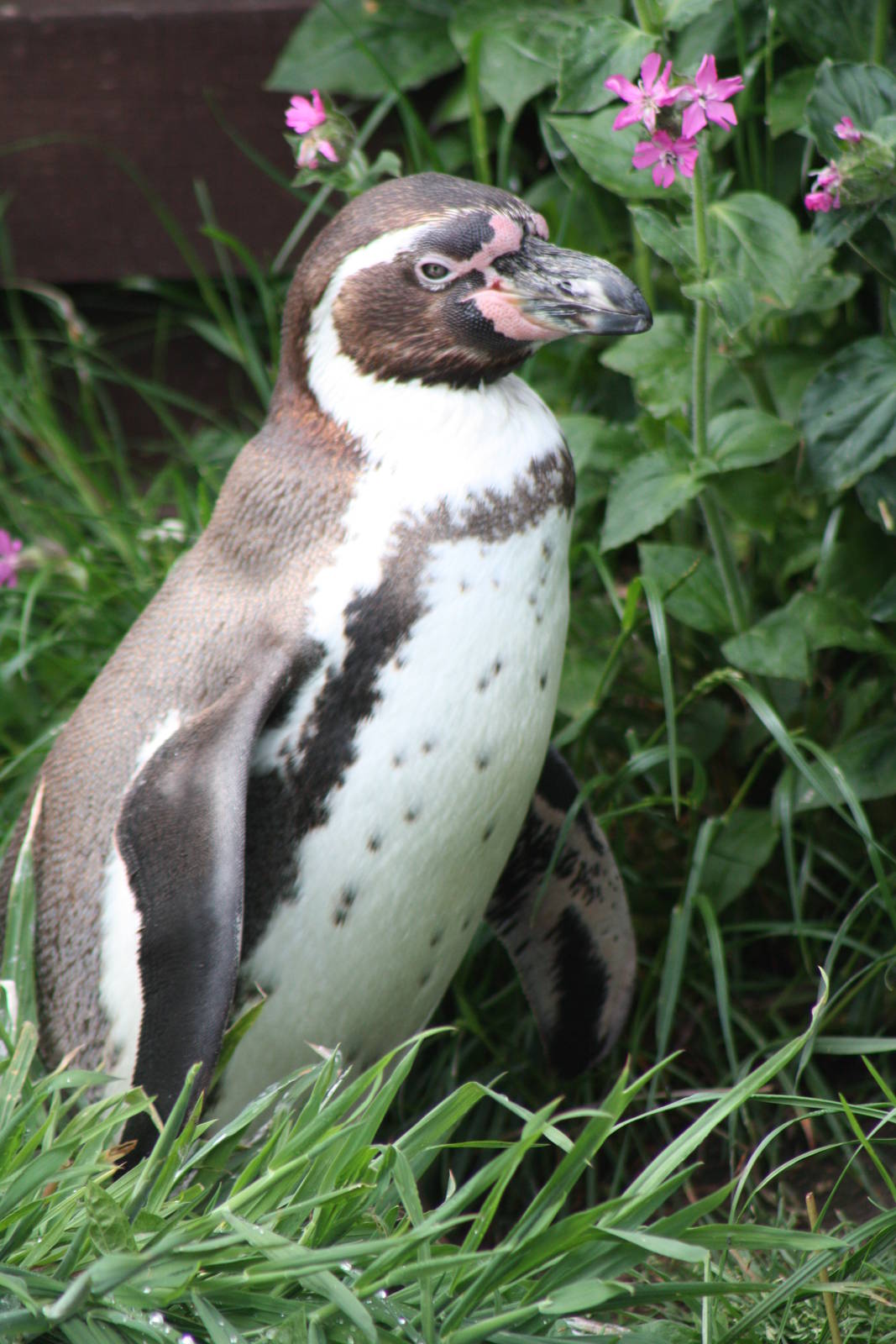 Penguin in foliage, 24th May 2014