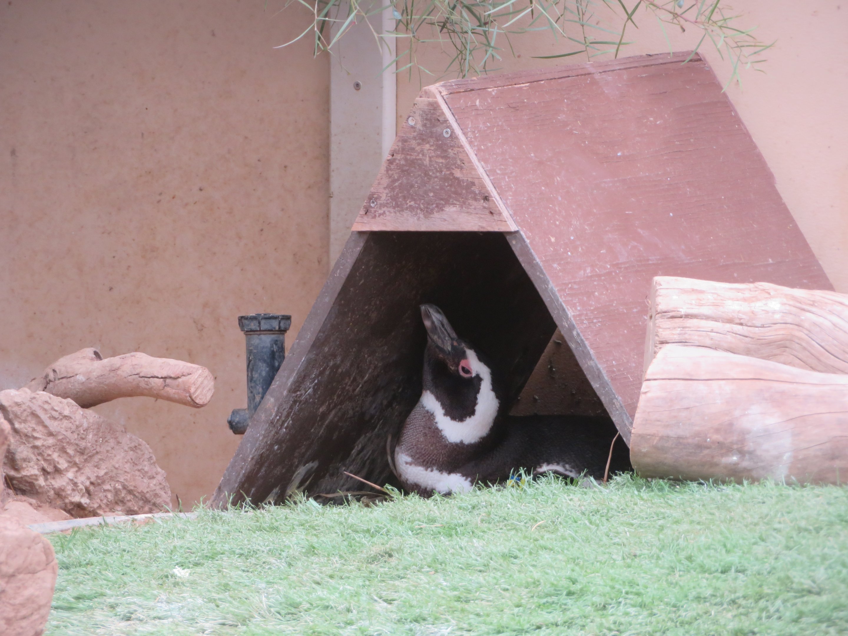 Penguin in Nest Box