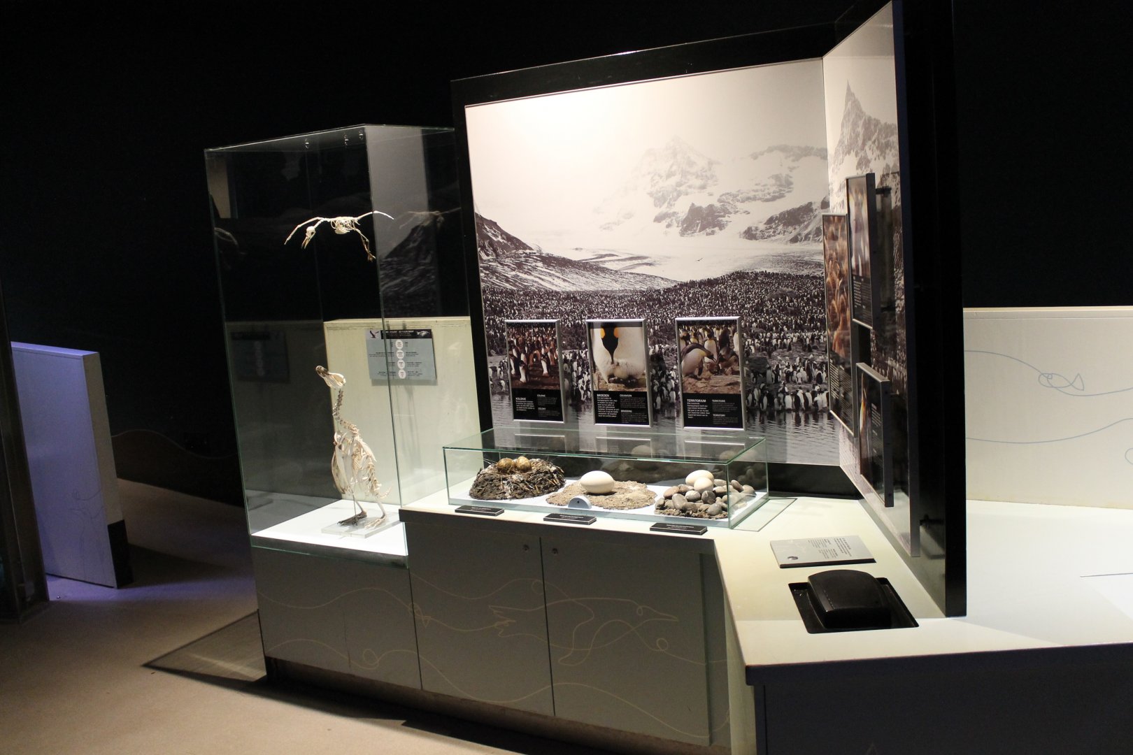 Penguin info-display