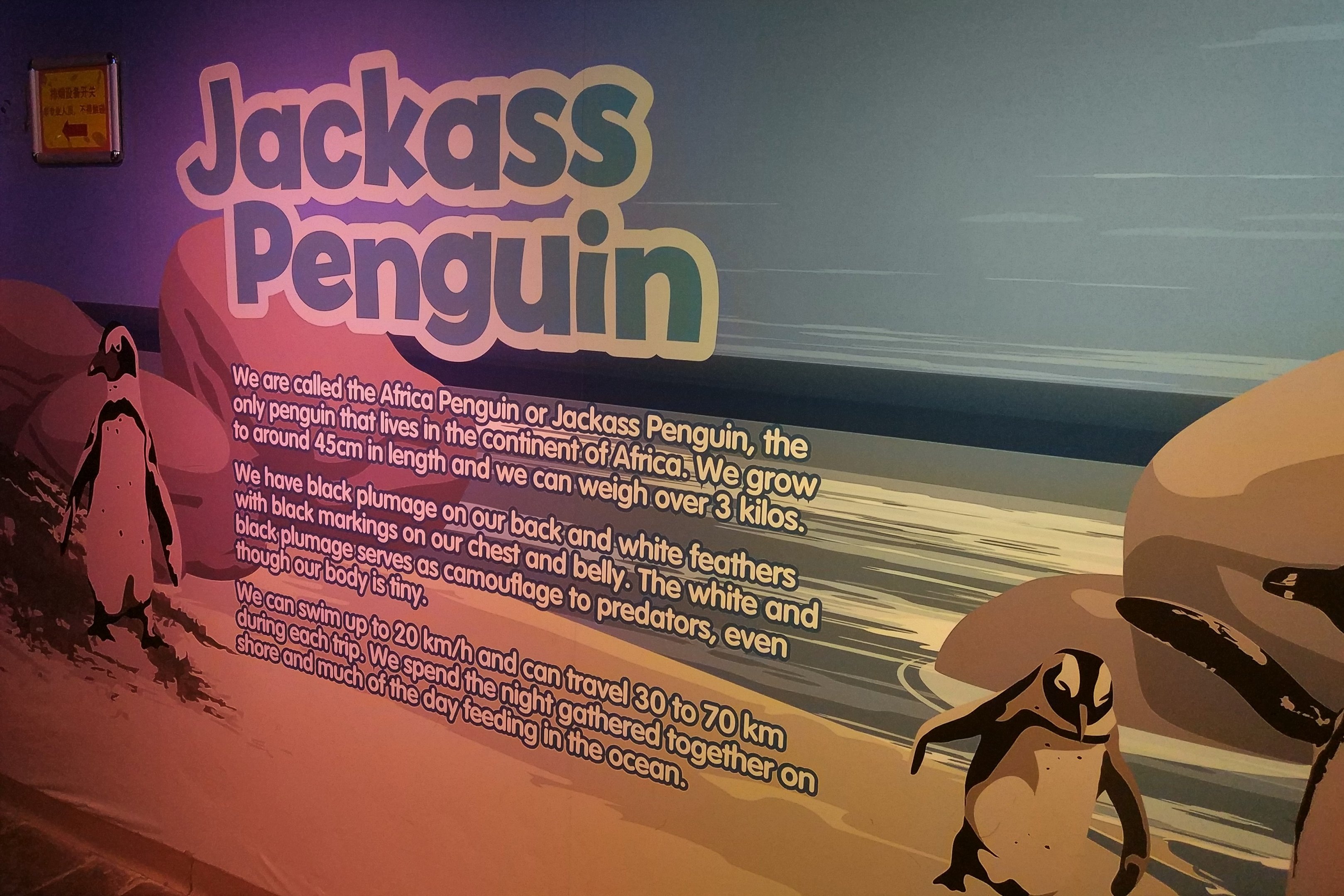 Penguin Interpretation