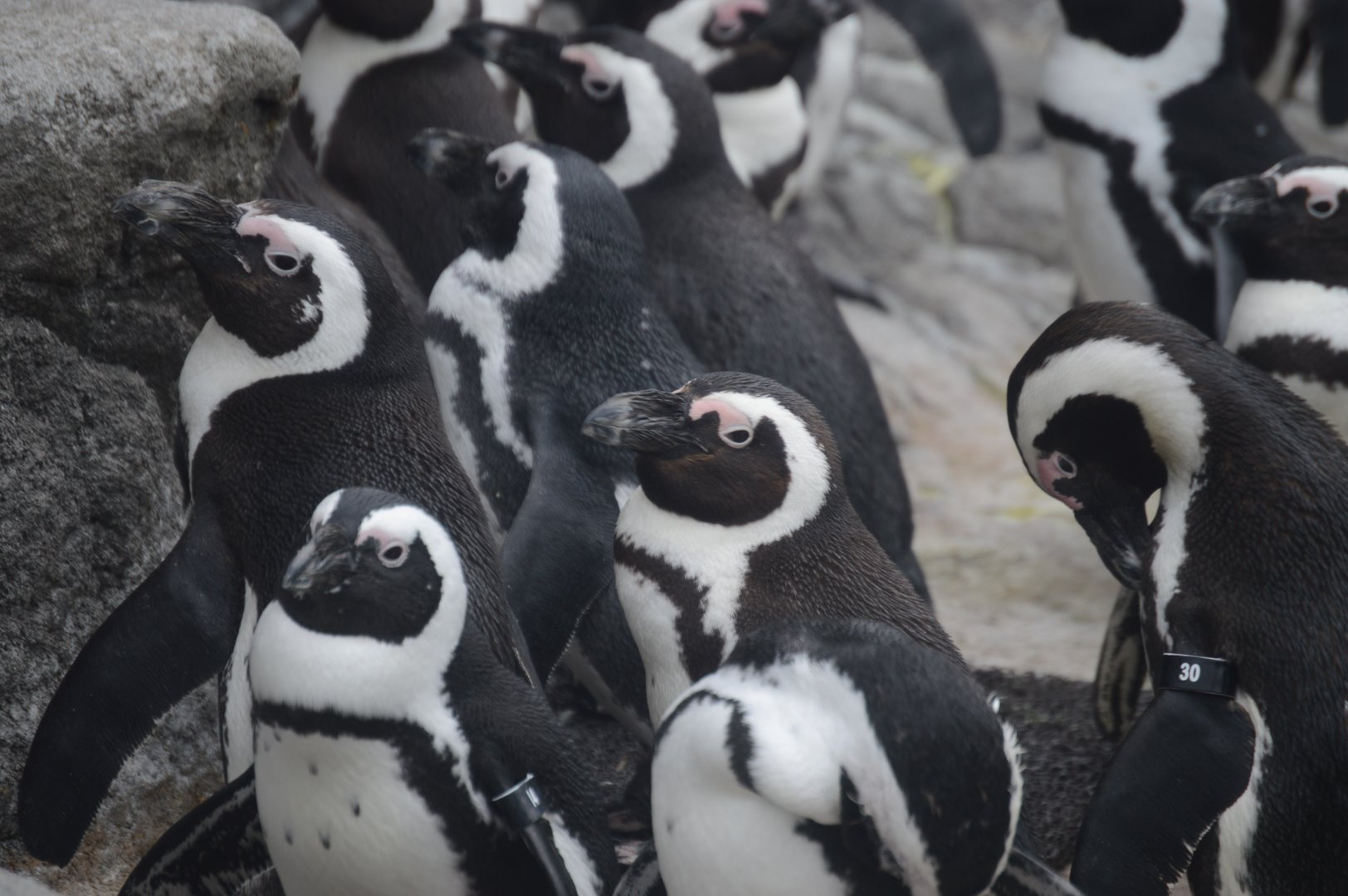 Penguin Island - African Penguin (Spheniscus demersus)