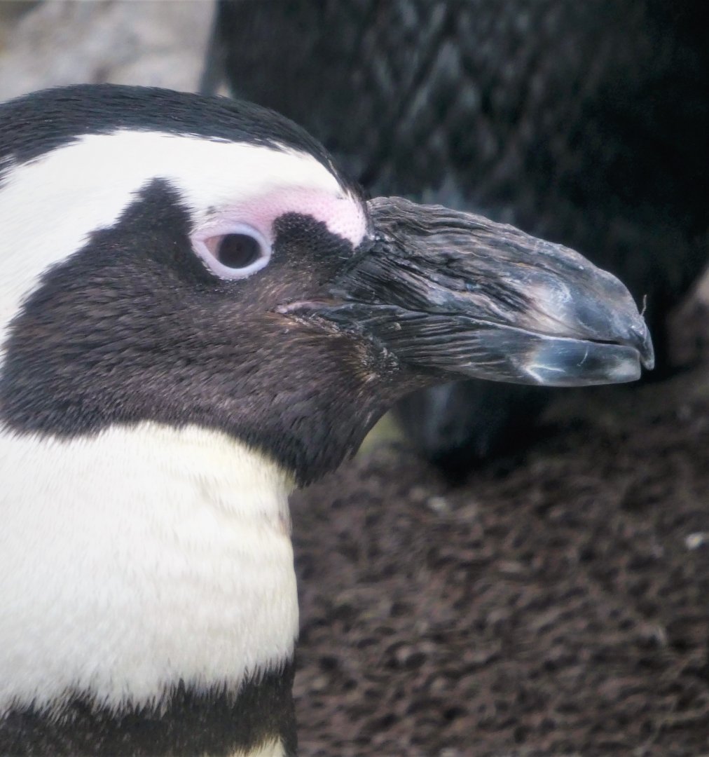 Penguin Island - African Penguin