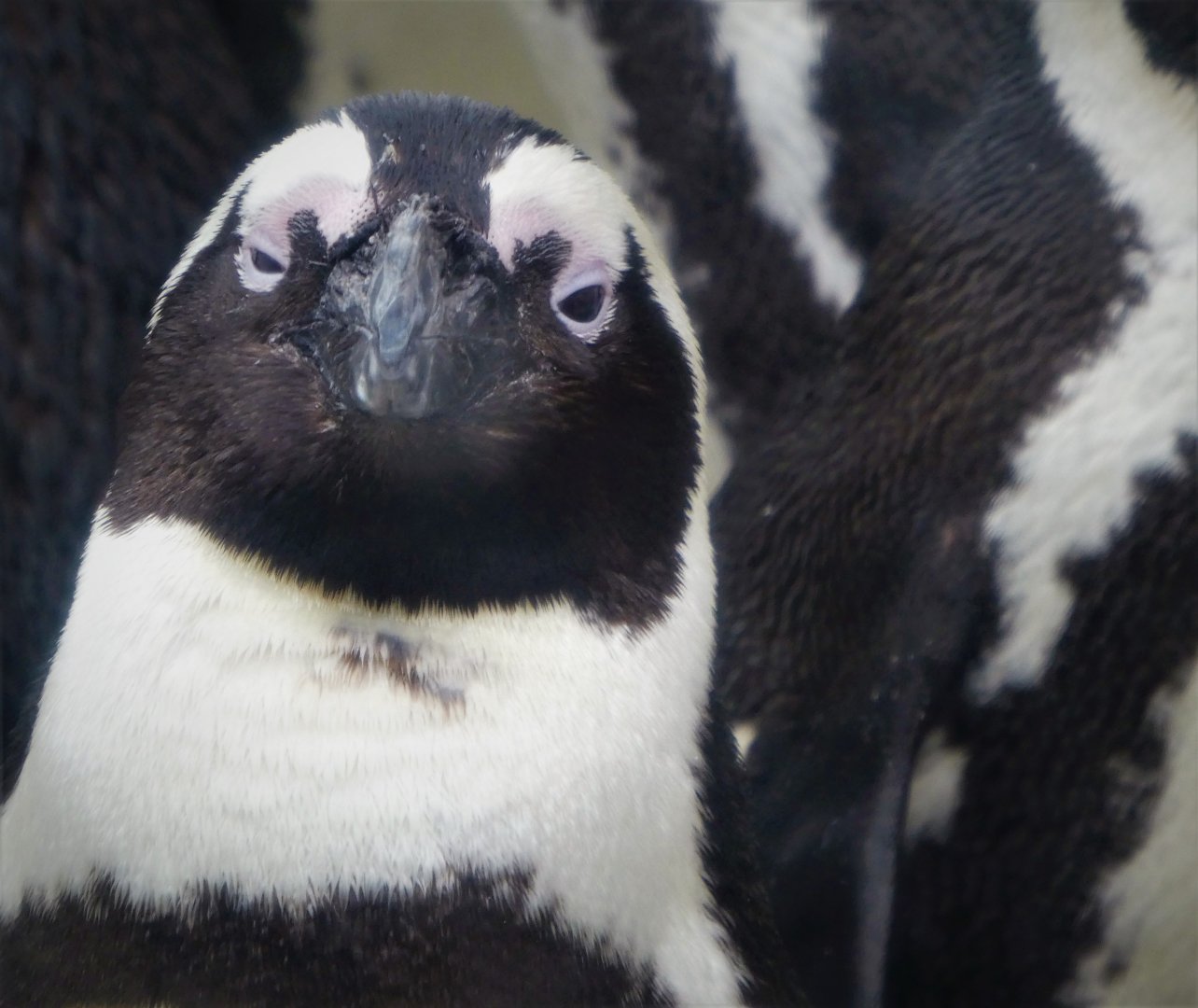 Penguin Island - African Penguin
