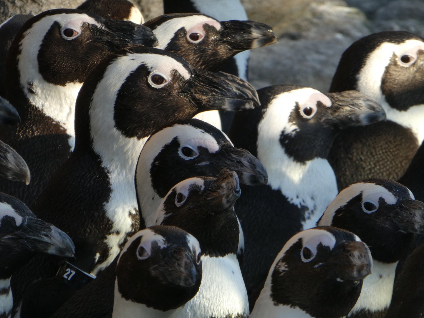 Penguin Island - African Penguins