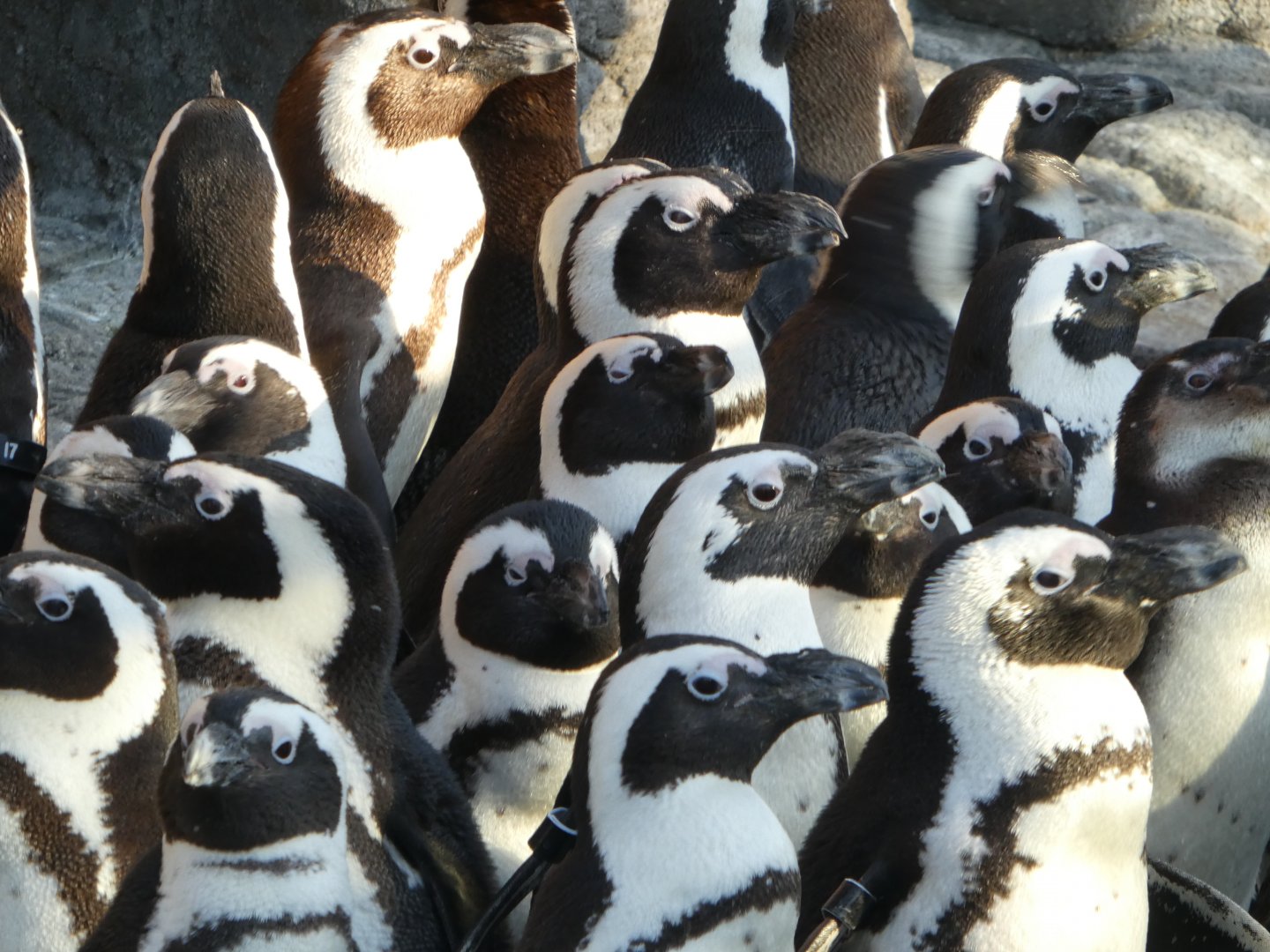 Penguin Island - African Penguins