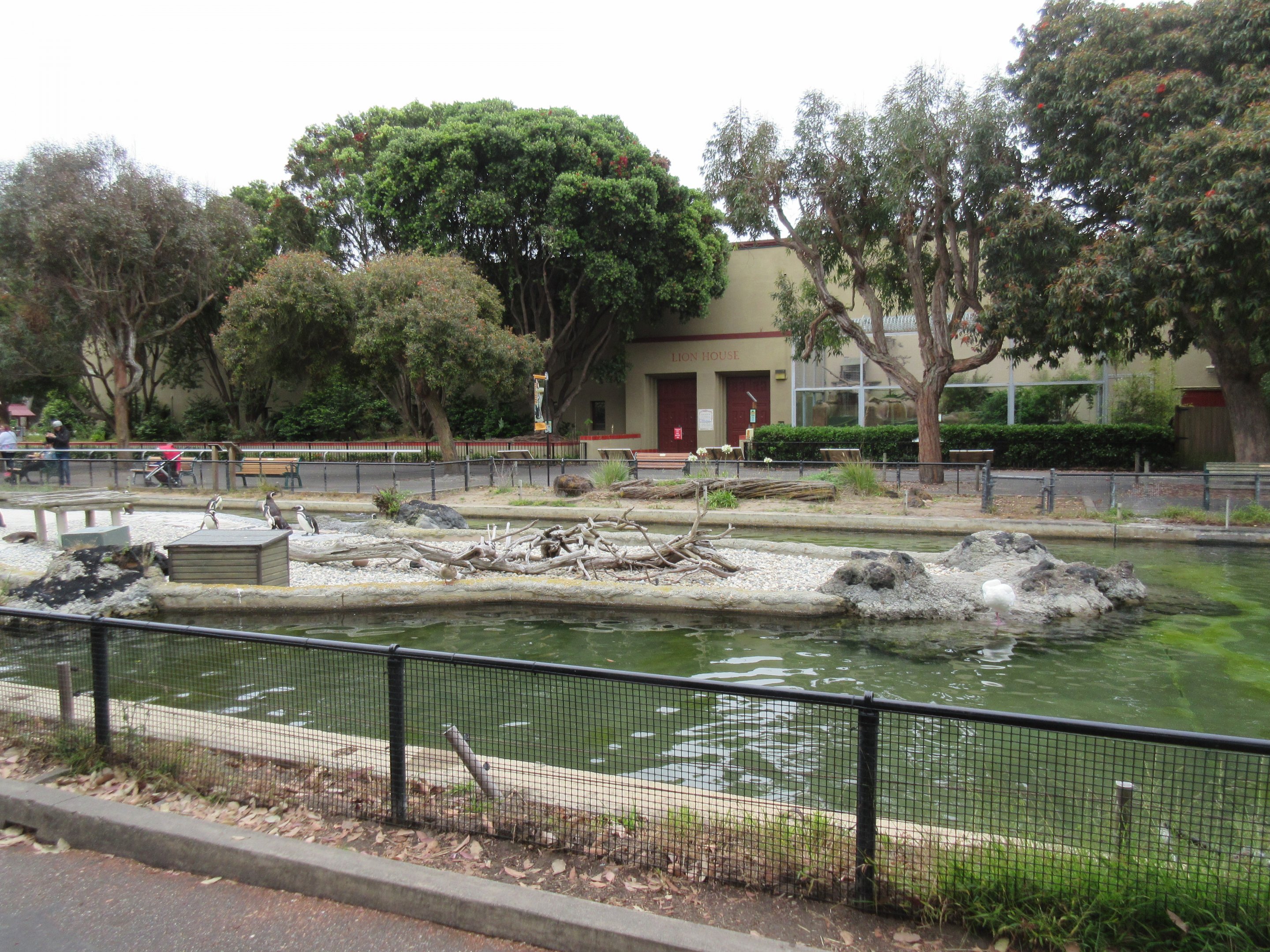 Penguin Island (with Lion House in background)