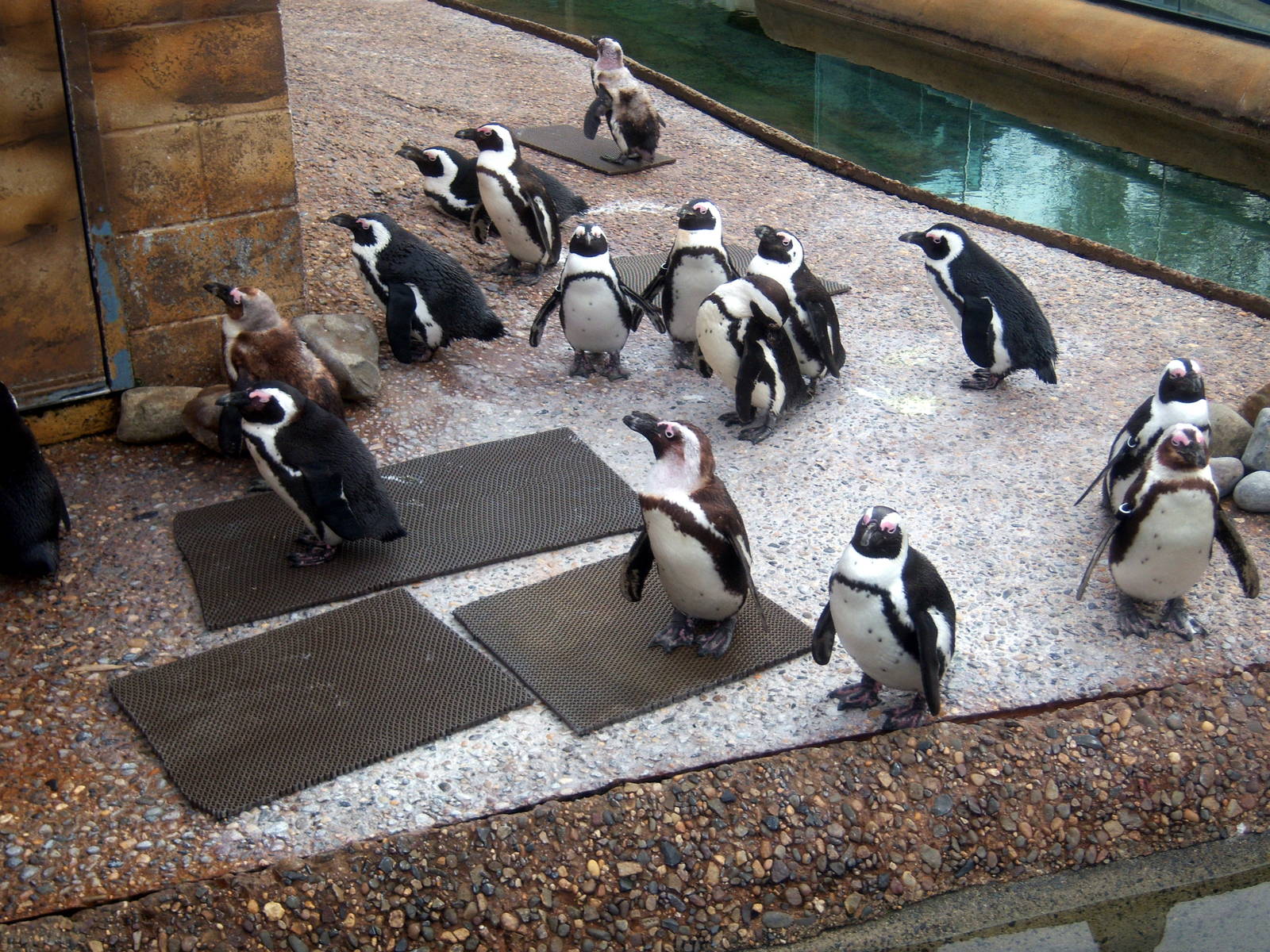 Penguin Island
