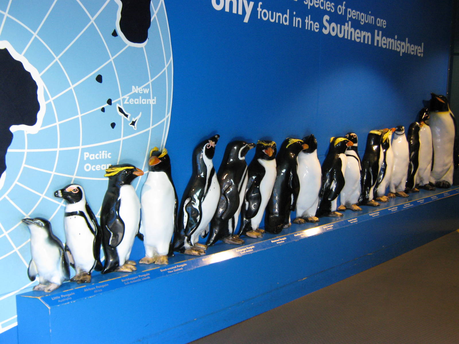 penguin line-up