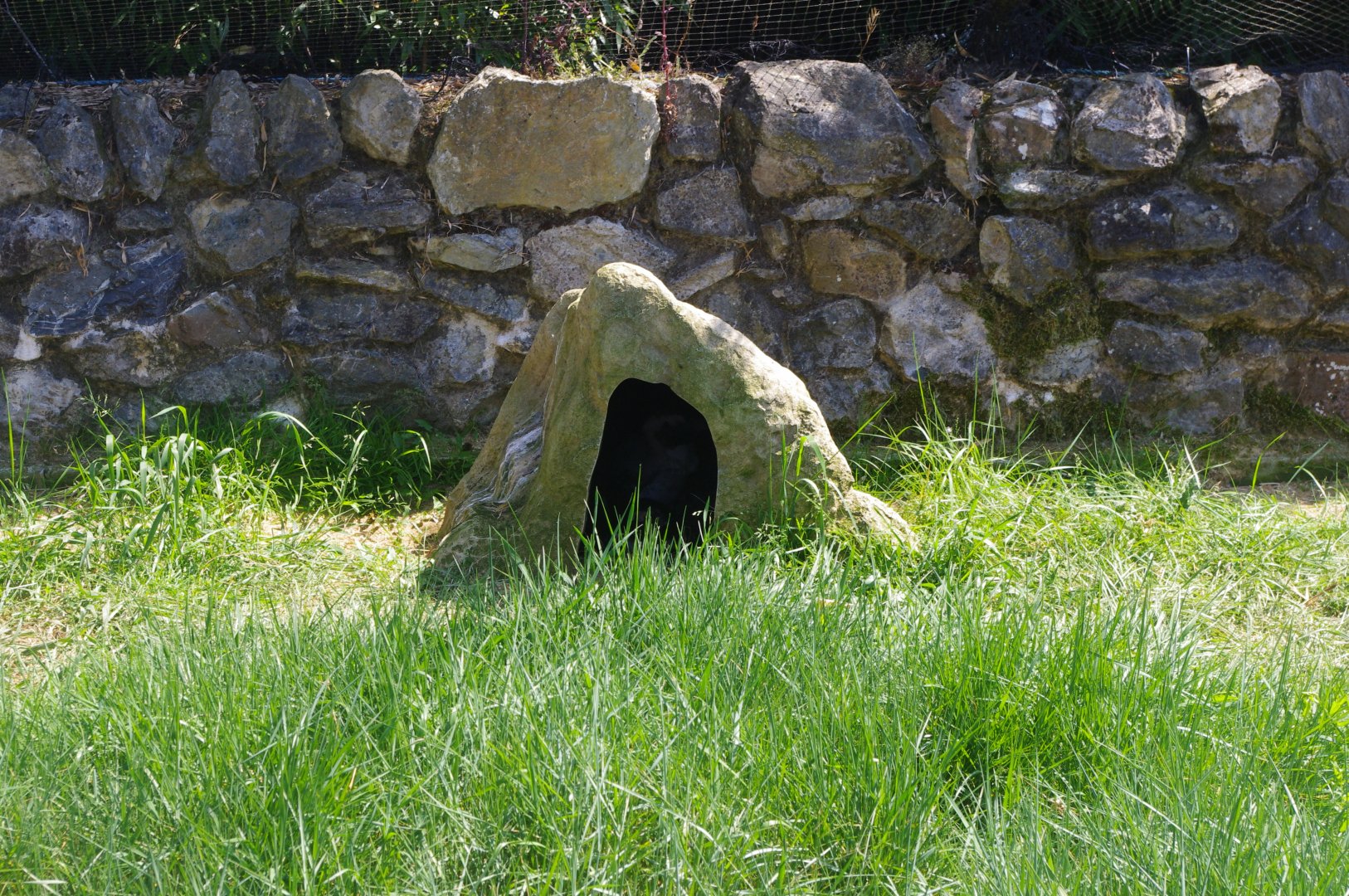 Penguin nest box- Penguin Cove- 3/6/2022