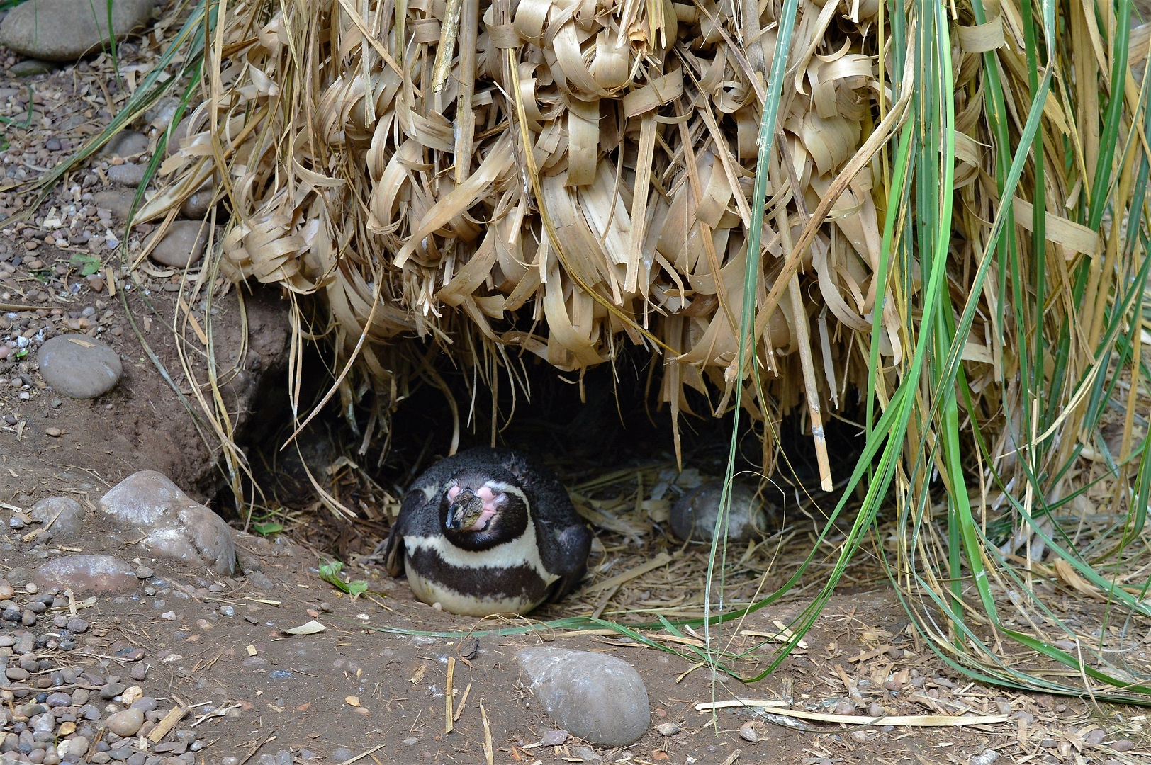 Penguin nest