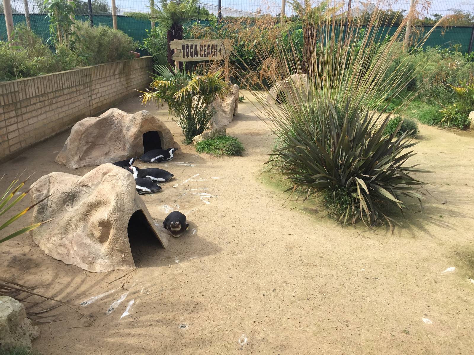 Penguin nesting site - 30/08/15
