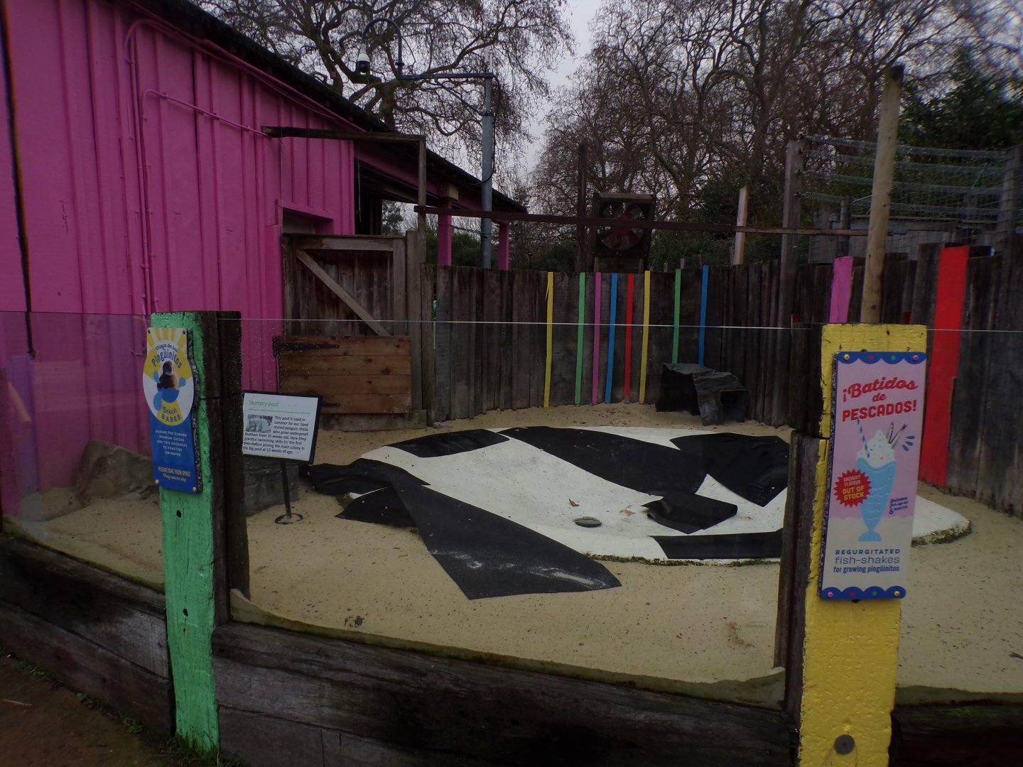Penguin nursery pool 11.2.25