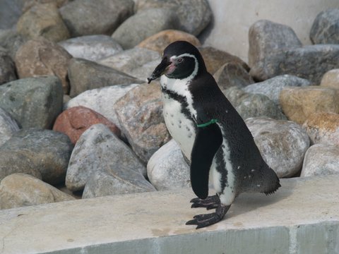 penguin on rocks