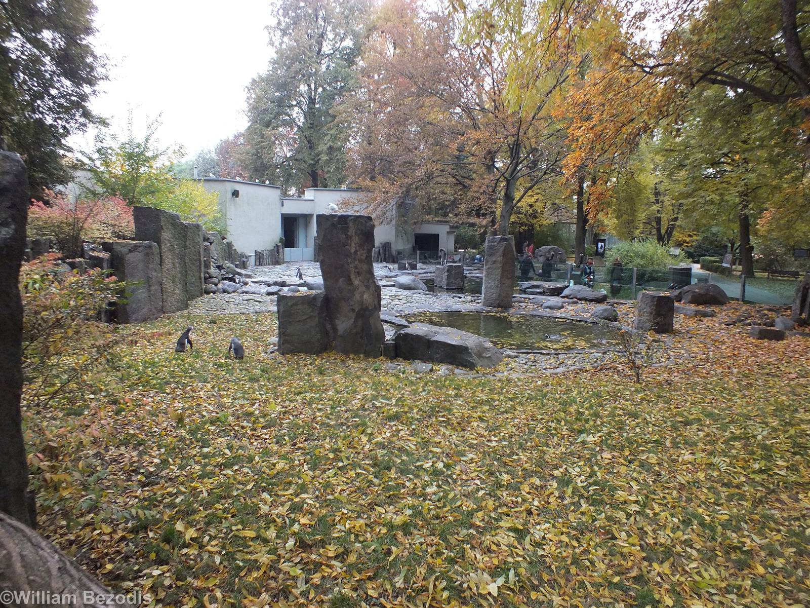 Penguin Outdoor Enclosure