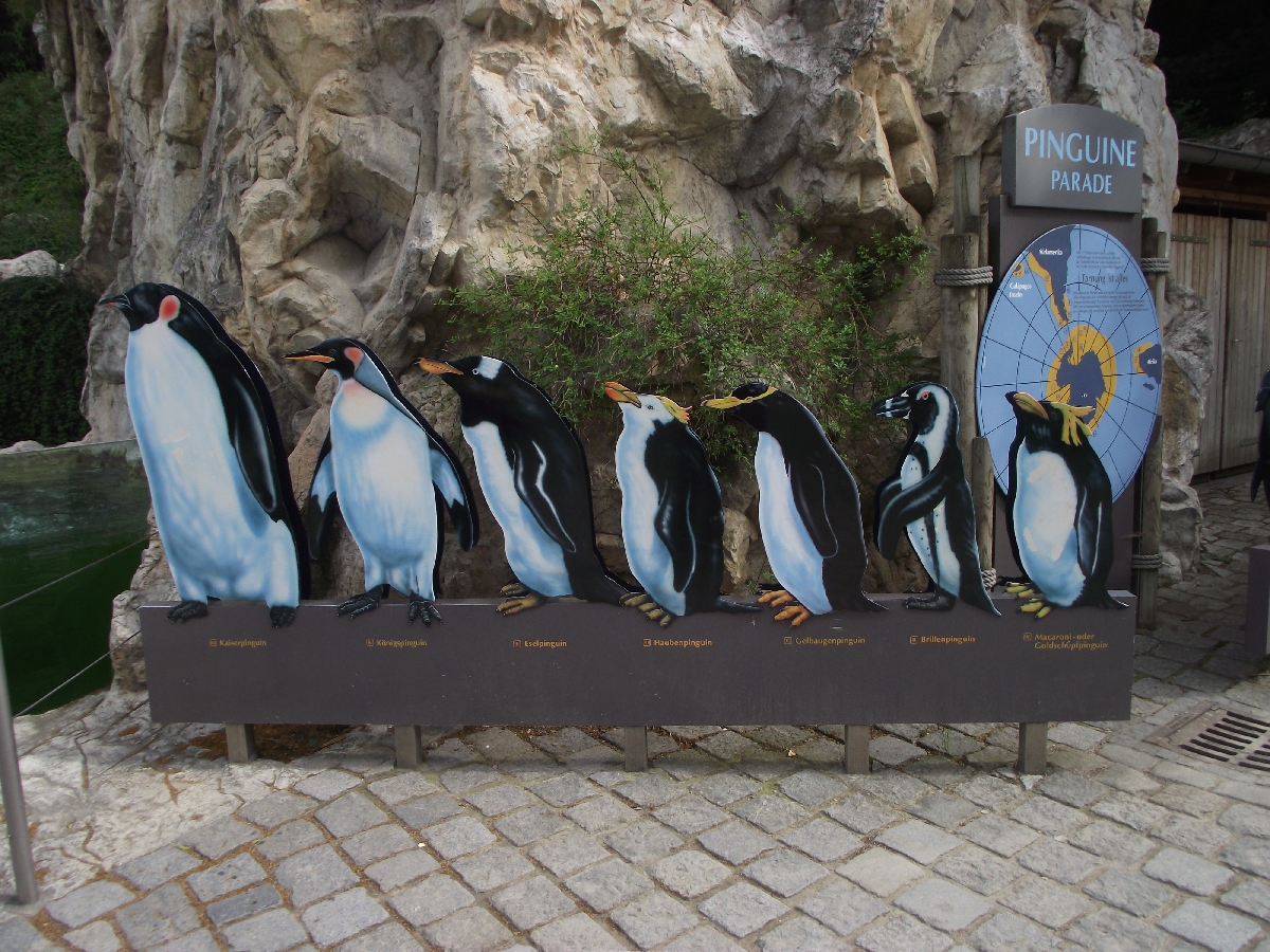 Penguin Parade