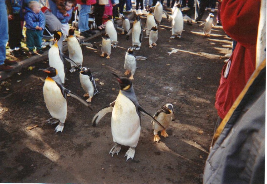 Penguin Parade