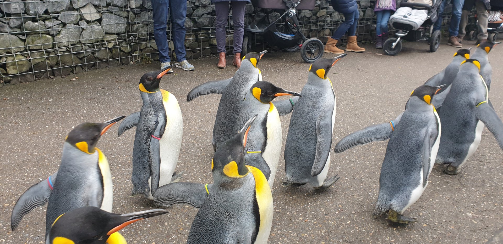 Penguin parade