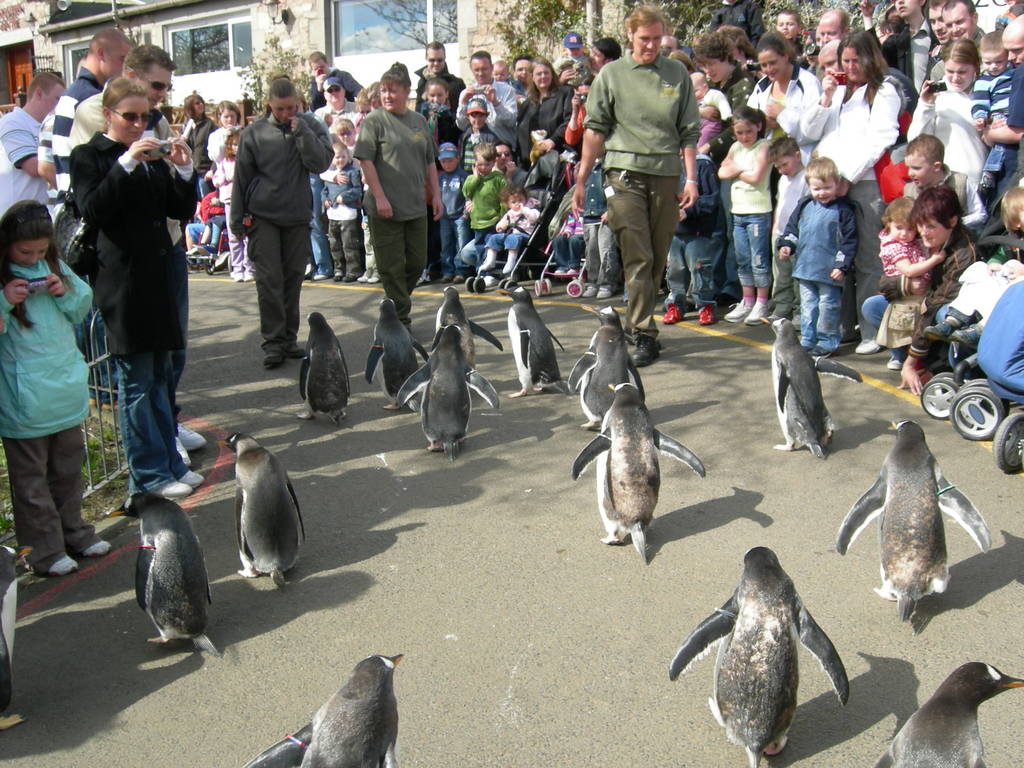 Penguin parade