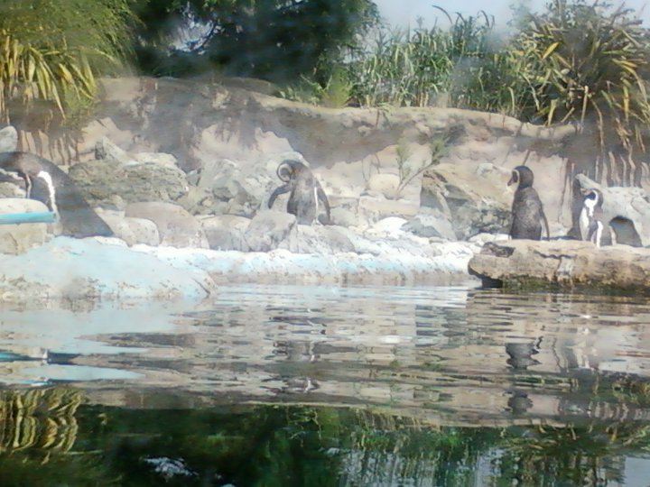 Penguin paradise!