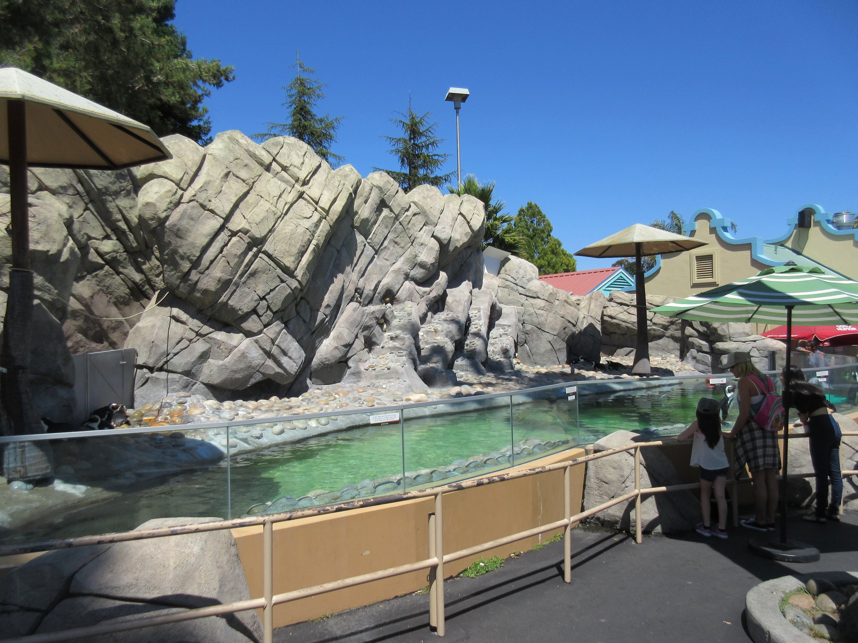 Penguin Passage (African Penguins)