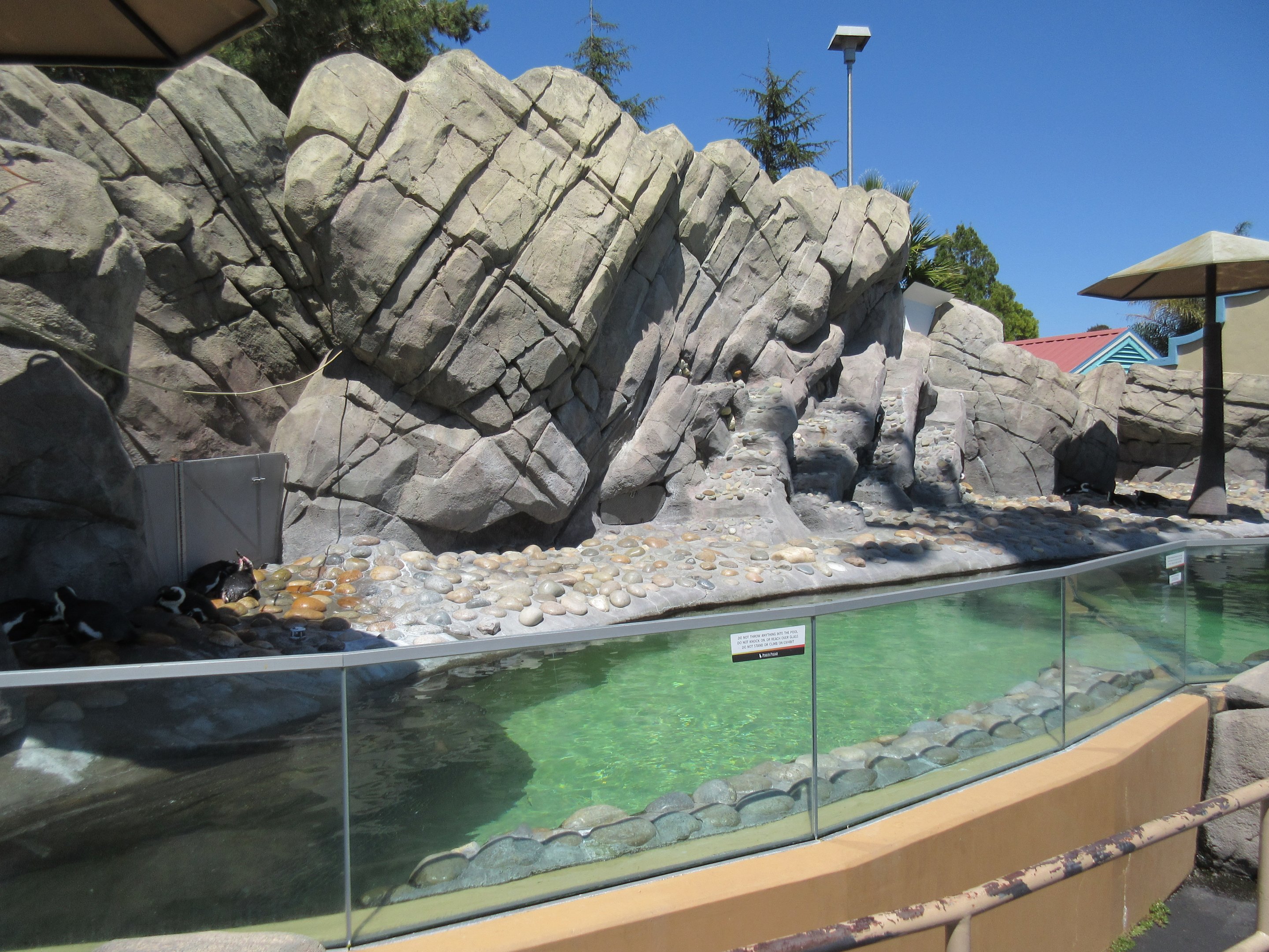 Penguin Passage (African Penguins)
