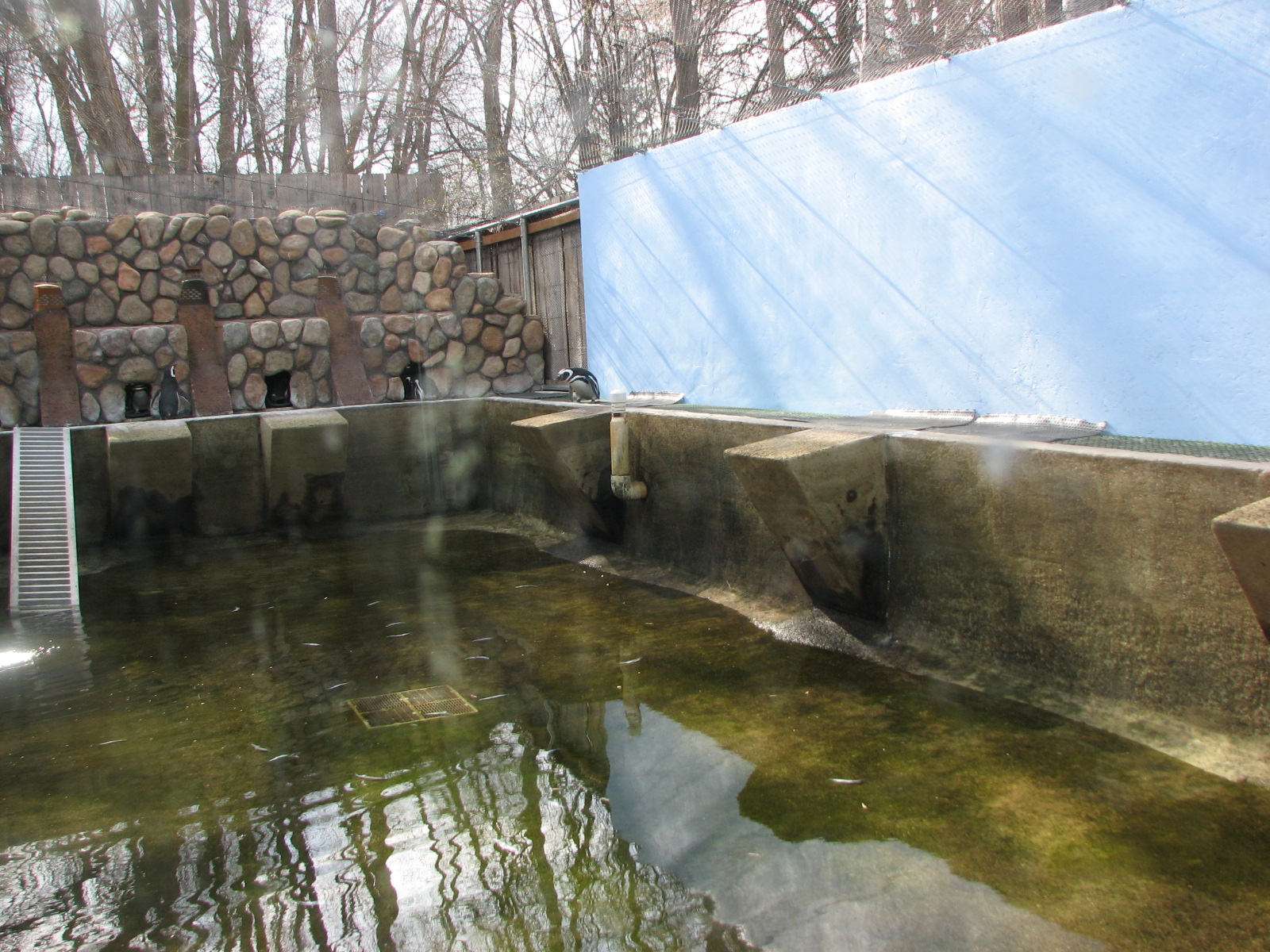 Penguin Pavilion - Magellanic Penguins (water drained for cleaning)