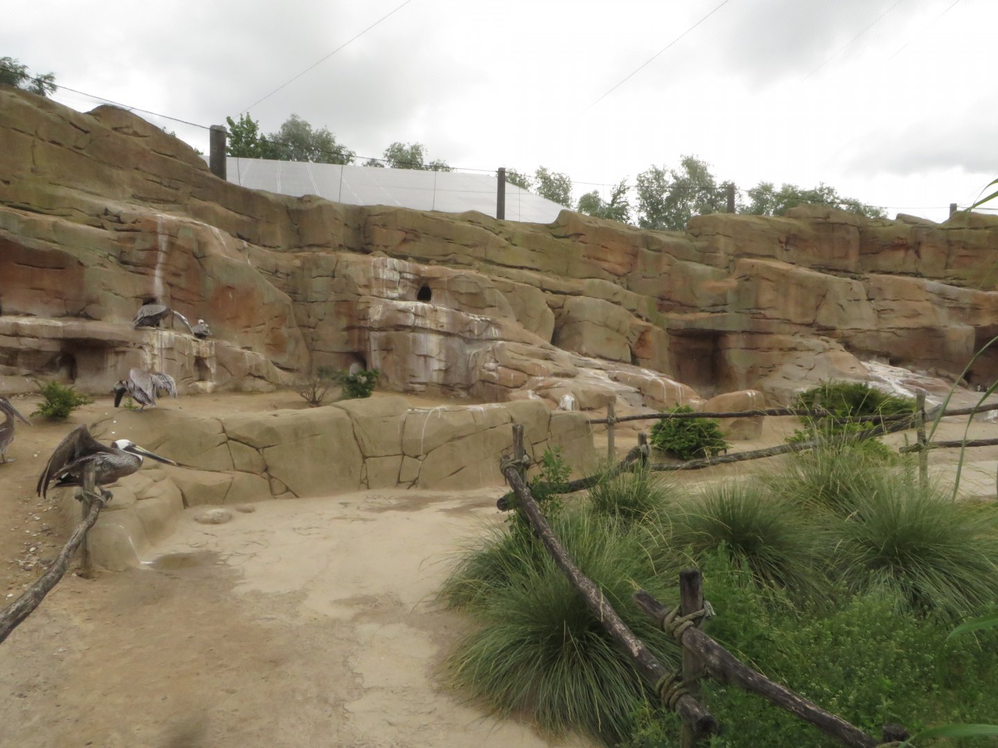 Penguin & Pelican aviary