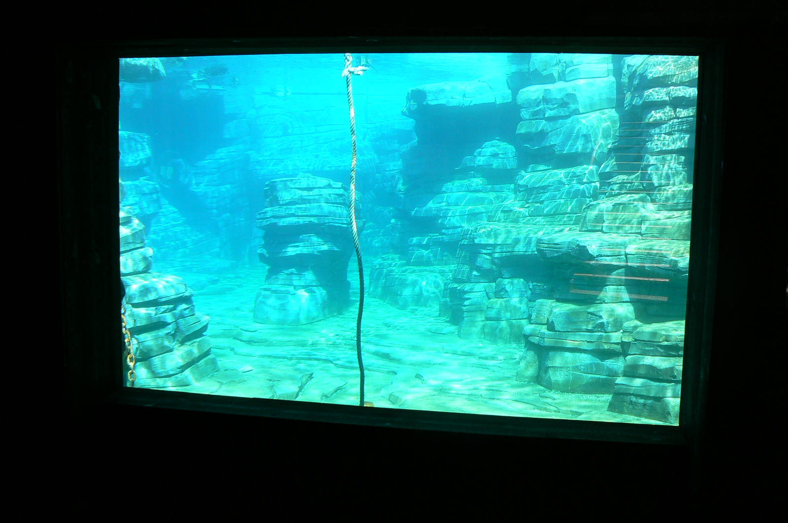 Penguin pier - first underwater viewing