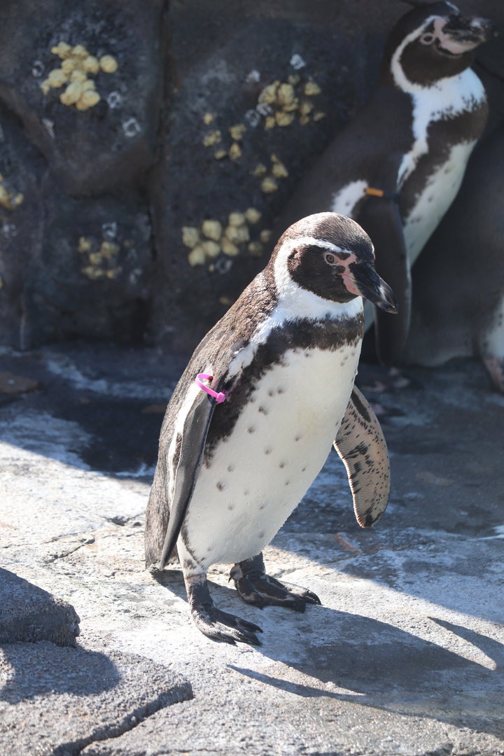 Penguin Plaza - Humboldt Penguin