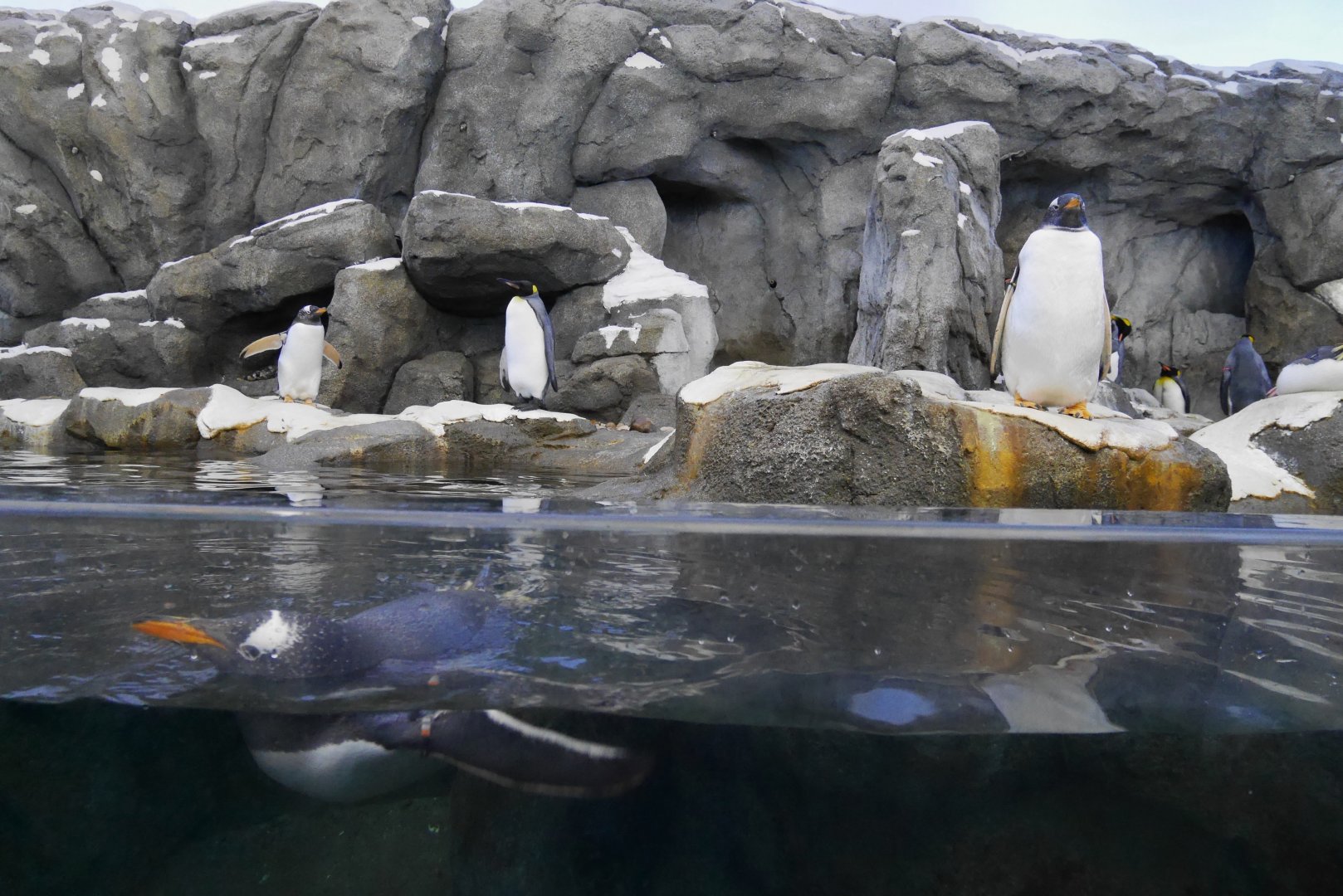Penguin Plunge: Gentoo and King Penguins