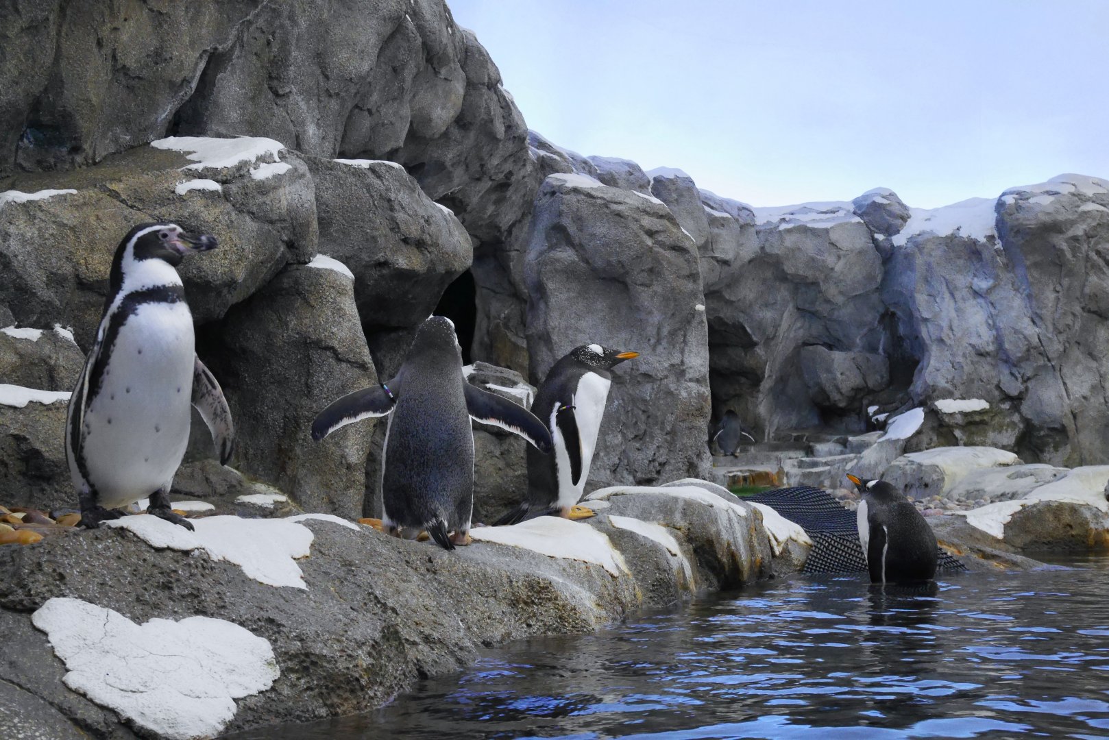 Penguin Plunge: Humboldt and Gentoo Penguins