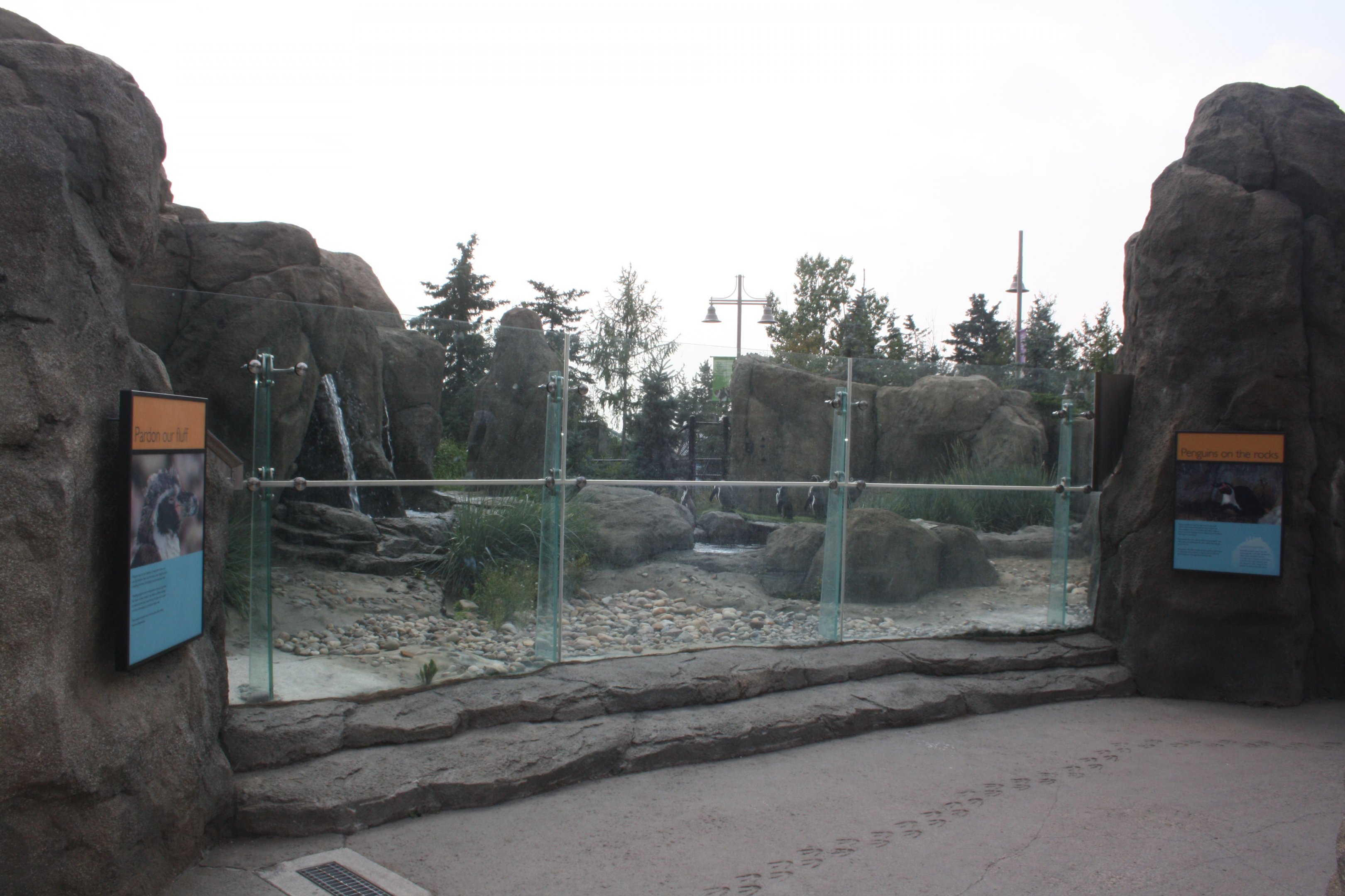 Penguin Plunge - Humboldt Penguin Exhibit