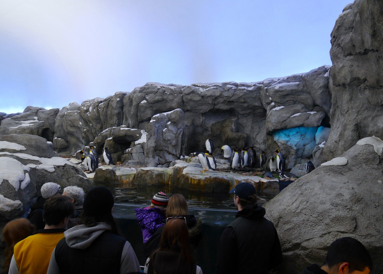 Penguin Plunge: King, Gentoo, Rockhopper and Humboldt Penguins